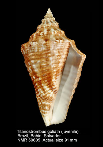 Titanostrombus goliath.jpg - Titanostrombus goliath (Schröter,1805)